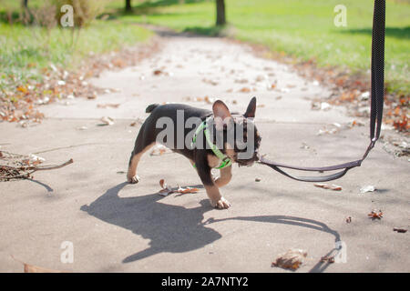 Schwarz und tan Französische Bulldogge Stockfoto
