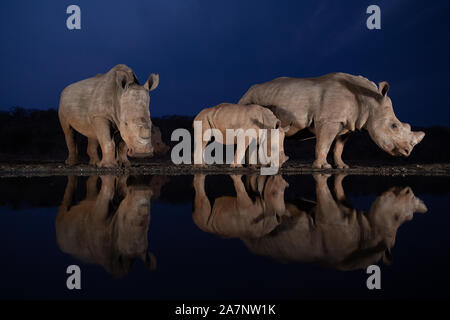 Ruhige Szene von zwei White Rhino Familien in einem Teich während der Blauen Stunde im Wasser widerspiegelt Stockfoto