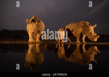 Zwei White Rhino Familien trinken aus einem Wasserloch während der Goldenen Stunde Stockfoto