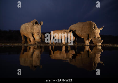 Zwei White Rhino Familien trinken aus einem Wasserloch während der blauen Stunde Stockfoto