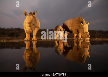 Ein weißes Nashorn Familie trinken aus einem Wasserloch während der Goldenen Stunde Stockfoto