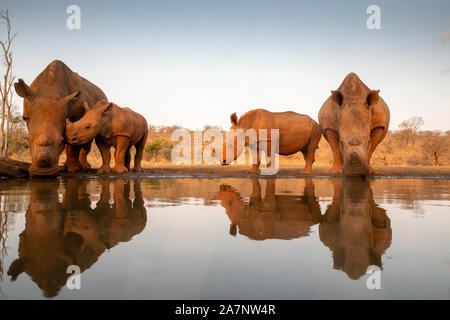 Zwei weiße Nashörner mit zwei Babys Trinken an einem Wasserloch Stockfoto