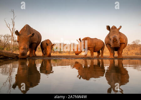 Zwei weiße Nashörner mit zwei Babys Trinken an einem Wasserloch Stockfoto