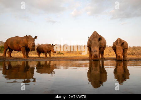 Zwei weiße Nashörner mit zwei Babys Trinken an einem Wasserloch Stockfoto