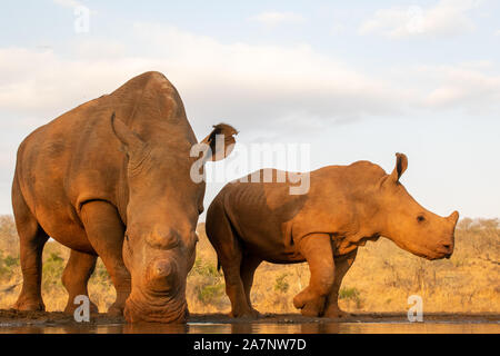 Ein Erwachsener und Kind Nashorn zusammen trinken aus einem Pool in Zimanga Private Game reserver Stockfoto