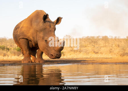 Ein einsamer nach White Rhino Ansätze ein Loch für einen Drink Stockfoto
