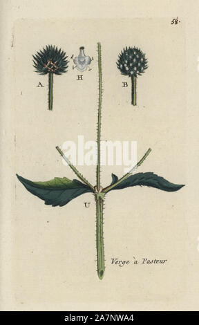 Kleine Karde, Dipsacus pilosus. Papierkörbe botanischen ausgearbeitet und von Pierre Bulliard aus seinem eigenen 'Flora Parisiensis graviert", 1776, Paris, P.F. Didot. Pierre Bulliard (1752-1793 war ein berühmter französischer Botaniker die drei-Farben-platte Drucktechnik. Seine Einführung in die Blüten der Pariser 640 Pflanzen. Stockfoto