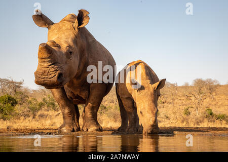 Ein Erwachsener und Kind Nashorn zusammen trinken aus einem Pool in Zimanga Private Game reserver Stockfoto