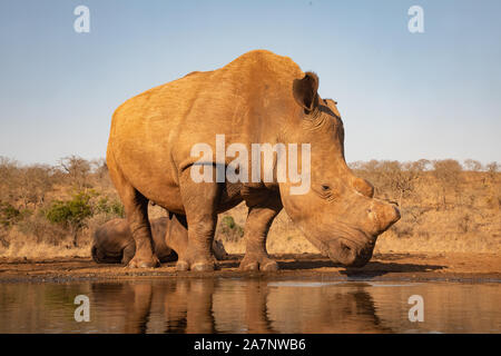 Ein erwachsener Nashorn trinken aus einem Pool in Zimanga Private Game reserver Stockfoto