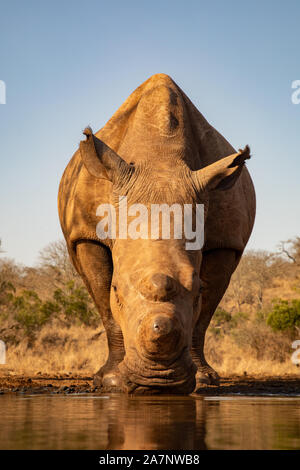 Ein erwachsener Nashorn trinken aus einem Pool in Zimanga Private Game reserver Stockfoto