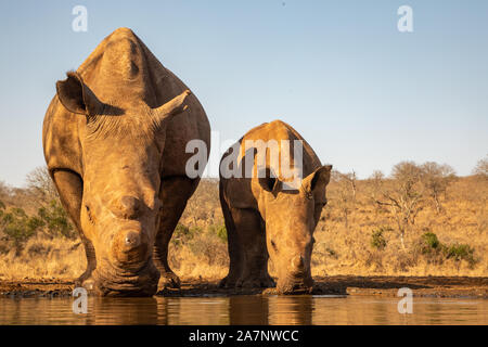 Ein Erwachsener und Kind Nashorn zusammen trinken aus einem Pool in Zimanga Private Game reserver Stockfoto