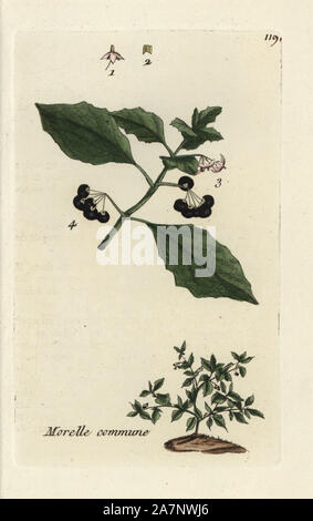 Schwarzer Nachtschatten, Solanum nigrum. Papierkörbe botanischen ausgearbeitet und von Pierre Bulliard aus seinem eigenen 'Flora Parisiensis graviert", 1776, Paris, P.F. Didot. Pierre Bulliard (1752-1793) war ein berühmter französischer Botaniker die drei-Farben-platte Drucktechnik. Seine Einführung in die Blüten der Pariser 640 Pflanzen. Stockfoto