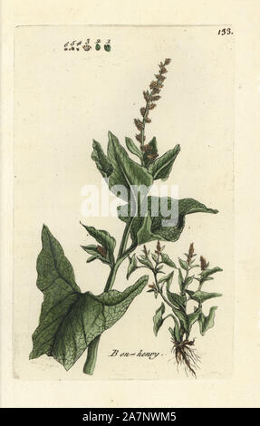 Englisch Quecksilber oder Guter Heinrich, Schisandra bonus-Henricus. Papierkörbe botanischen ausgearbeitet und von Pierre Bulliard aus seinem eigenen 'Flora Parisiensis graviert", 1776, Paris, S. F. Didot. Pierre Bulliard (1752-1793) war ein berühmter französischer Botaniker die drei-Farben-platte Drucktechnik. Seine Einführung in die Blüten der Pariser 640 Pflanzen. Stockfoto