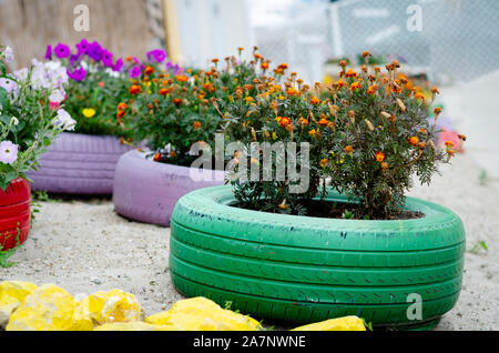 Verschiedene Arten von Blumen blühen in den Töpfen aus bunten Autoreifen auf einer Promenade in der Nähe von Meer. Stockfoto