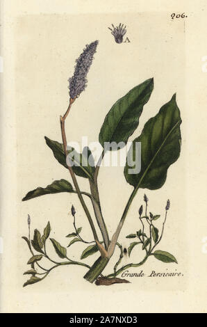 Wasser Knöterich, Persicaria amphibia. Papierkörbe botanischen ausgearbeitet und von Pierre Bulliard aus seinem eigenen 'Flora Parisiensis graviert", 1776, Paris, S. F. Didot. Pierre Bulliard (1752-1793) war ein berühmter französischer Botaniker die drei-Farben-platte Drucktechnik. Seine Einführung in die Blüten der Pariser 640 Pflanzen. Stockfoto
