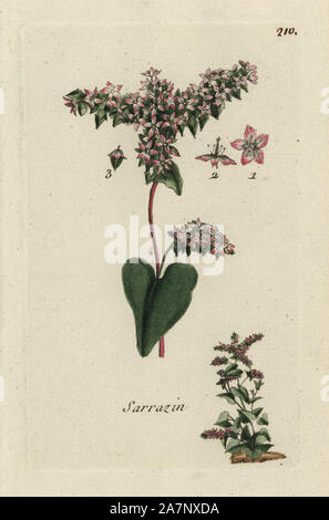 Buchweizen, Fagopyrum esculentum. Papierkörbe botanischen ausgearbeitet und von Pierre Bulliard aus seinem eigenen 'Flora Parisiensis graviert", 1776, Paris, S. F. Didot. Pierre Bulliard (1752-1793) war ein berühmter französischer Botaniker die drei-Farben-platte Drucktechnik. Seine Einführung in die Blüten der Pariser 640 Pflanzen. Stockfoto