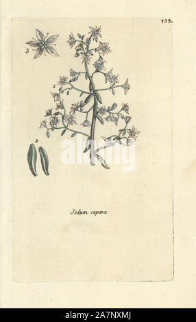 Rosa Fetthenne, Sedum cepaea. Papierkörbe botanischen ausgearbeitet und von Pierre Bulliard aus seinem eigenen 'Flora Parisiensis graviert", 1776, Paris, S. F. Didot. Pierre Bulliard (1752-1793) war ein berühmter französischer Botaniker die drei-Farben-platte Drucktechnik. Seine Einführung in die Blüten der Pariser 640 Pflanzen. Stockfoto