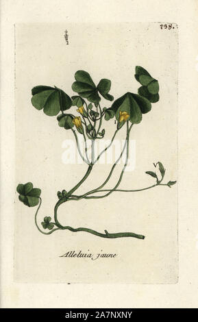 Schleichende woodsorrel, Oxalis corniculata. Papierkörbe botanischen ausgearbeitet und von Pierre Bulliard aus seinem eigenen 'Flora Parisiensis graviert", 1776, Paris, S. F. Didot. Pierre Bulliard (1752-1793) war ein berühmter französischer Botaniker die drei-Farben-platte Drucktechnik. Seine Einführung in die Blüten der Pariser 640 Pflanzen. Stockfoto