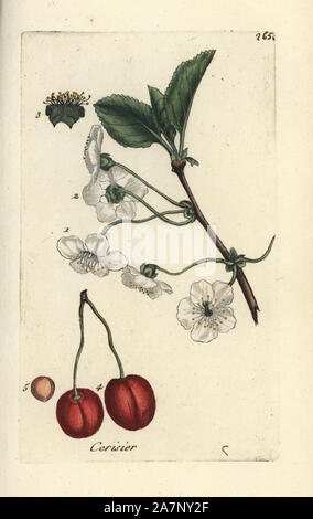 Sauerkirschen, Prunus Cerasus. Papierkörbe botanischen ausgearbeitet und von Pierre Bulliard aus seinem eigenen 'Flora Parisiensis graviert", 1776, Paris, S. F. Didot. Pierre Bulliard (1752-1793) war ein berühmter französischer Botaniker die drei-Farben-platte Drucktechnik. Seine Einführung in die Blüten der Pariser 640 Pflanzen. Stockfoto