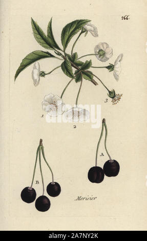 Wilde Kirsche, Prunus avium. Papierkörbe botanischen ausgearbeitet und von Pierre Bulliard aus seinem eigenen 'Flora Parisiensis graviert", 1776, Paris, S. F. Didot. Pierre Bulliard (1752-1793) war ein berühmter französischer Botaniker die drei-Farben-platte Drucktechnik. Seine Einführung in die Blüten der Pariser 640 Pflanzen. Stockfoto