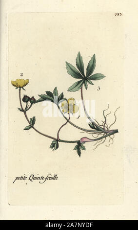 Alpine cinquefoil, Potentilla crantzii. Papierkörbe botanischen ausgearbeitet und von Pierre Bulliard aus seinem eigenen 'Flora Parisiensis graviert", 1776, Paris, S. F. Didot. Pierre Bulliard (1752-1793) war ein berühmter französischer Botaniker die drei-Farben-platte Drucktechnik. Seine Einführung in die Blüten der Pariser 640 Pflanzen. Stockfoto