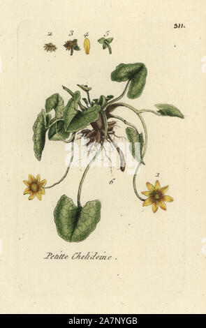 Scharbockskraut, Ranunculus ficaria. Papierkörbe botanischen ausgearbeitet und von Pierre Bulliard aus seinem eigenen 'Flora Parisiensis graviert", 1776, Paris, S. F. Didot. Pierre Bulliard (1752-1793) war ein berühmter französischer Botaniker die drei-Farben-platte Drucktechnik. Seine Einführung in die Blüten der Pariser 640 Pflanzen. Stockfoto