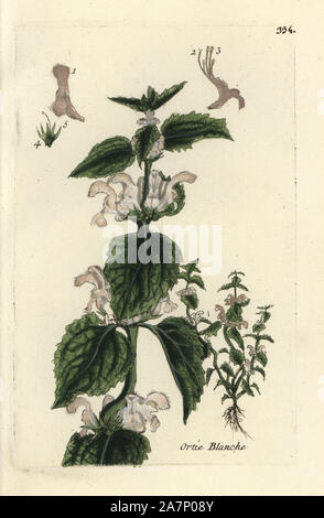 White deadnettle, Lamium Album. Papierkörbe botanischen ausgearbeitet und von Pierre Bulliard aus seinem eigenen 'Flora Parisiensis graviert", 1776, Paris, S. F. Didot. Pierre Bulliard (1752-1793) war ein berühmter französischer Botaniker die drei-Farben-platte Drucktechnik. Seine Einführung in die Blüten der Pariser 640 Pflanzen. Stockfoto