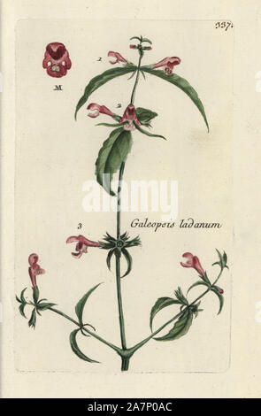 Rot Galeopsis hempnettle, Myrrhe. Papierkörbe botanischen ausgearbeitet und von Pierre Bulliard aus seinem eigenen 'Flora Parisiensis graviert", 1776, Paris, S. F. Didot. Pierre Bulliard (1752-1793) war ein berühmter französischer Botaniker die drei-Farben-platte Drucktechnik. Seine Einführung in die Blüten der Pariser 640 Pflanzen. Stockfoto