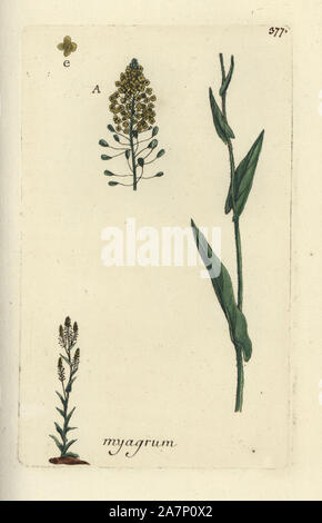 Gelb, ballmustard Neslia paniculata. Papierkörbe botanischen ausgearbeitet und von Pierre Bulliard aus seinem eigenen 'Flora Parisiensis graviert", 1776, Paris, S. F. Didot. Pierre Bulliard (1752-1793) war ein berühmter französischer Botaniker die drei-Farben-platte Drucktechnik. Seine Einführung in die Blüten der Pariser 640 Pflanzen. Stockfoto