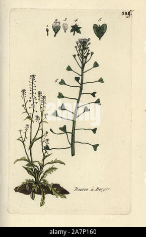 Shepherd's Purse, Capsella bursa-pastoris. Papierkörbe botanischen ausgearbeitet und von Pierre Bulliard aus seinem eigenen 'Flora Parisiensis graviert", 1776, Paris, S. F. Didot. Pierre Bulliard (1752-1793) war ein berühmter französischer Botaniker die drei-Farben-platte Drucktechnik. Seine Einführung in die Blüten der Pariser 640 Pflanzen. Stockfoto