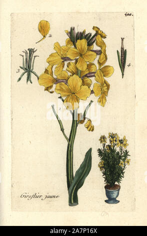 Ägäis Mauerblümchen, Erysimum cheiri. Papierkörbe botanischen ausgearbeitet und von Pierre Bulliard aus seinem eigenen 'Flora Parisiensis graviert", 1776, Paris, S. F. Didot. Pierre Bulliard (1752-1793) war ein berühmter französischer Botaniker die drei-Farben-platte Drucktechnik. Seine Einführung in die Blüten der Pariser 640 Pflanzen. Stockfoto