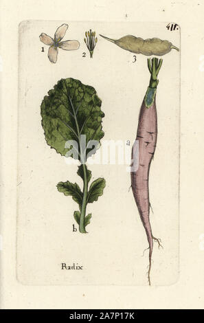 Rettich, Raphanus sativus. Papierkörbe botanischen ausgearbeitet und von Pierre Bulliard aus seinem eigenen 'Flora Parisiensis graviert", 1776, Paris, S. F. Didot. Pierre Bulliard (1752-1793) war ein berühmter französischer Botaniker die drei-Farben-platte Drucktechnik. Seine Einführung in die Blüten der Pariser 640 Pflanzen. Stockfoto