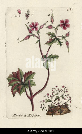 Kraut Robert, Geranium Robertianum. Papierkörbe botanischen ausgearbeitet und von Pierre Bulliard aus seinem eigenen 'Flora Parisiensis graviert", 1776, Paris, S. F. Didot. Pierre Bulliard (1752-1793) war ein berühmter französischer Botaniker die drei-Farben-platte Drucktechnik. Seine Einführung in die Blüten der Pariser 640 Pflanzen. Stockfoto