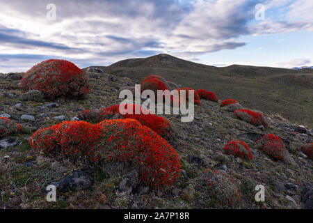 Vegetation (Anarthrophyllum Desiderat) in der Nähe von Torres del Paine Nationalpark, Chile Stockfoto