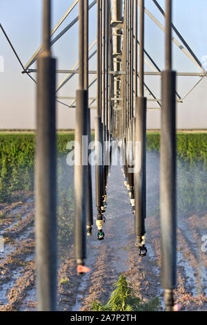 Sprinkler, lineare Bewässerungssystem, die in Hanf Feld 'Frosted Kalk" Sorte, Cannabis Sativa. Stockfoto