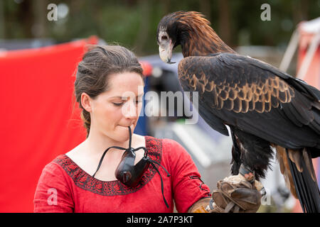 St Ives, Sydney, Australien - 21. September 2019: Captive wedge tailed eagle mit weiblichen Trainer/Handler immer bereit für Flug Ausstellung auf einer Messe. Stockfoto