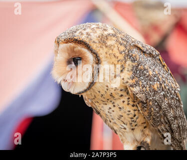Australian masked Owl thront auf der Suche - Profil anzeigen von Gesicht, Schnabel und Augen. Stockfoto