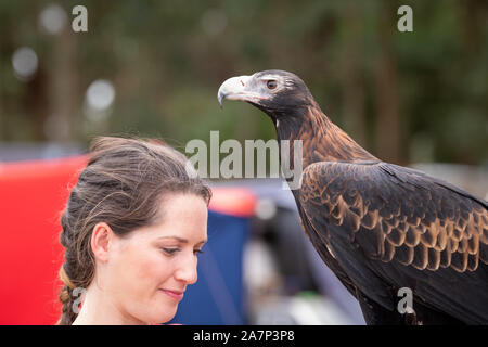 St Ives, Sydney, Australien - 21. September 2019: Captive wedge tailed eagle mit weiblichen Trainer/Handler Stockfoto