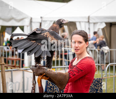 St Ives, Sydney, Australien - 21. September 2019: Wedge tailed eagle auf behandschuhte Hand der weiblichen Trainer/Handler im roten Kleid thront, immer bereit für Fliegen Stockfoto