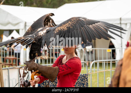 St Ives, Sydney, Australien - 21. September 2019: Wedge tailed eagle mit Flügel, stehend auf behandschuhte Hand der weiblichen Trainer/Handler im roten Kleid, erhalten Stockfoto