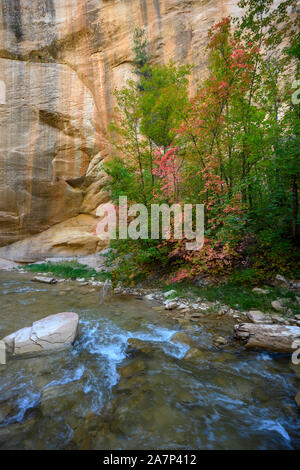 Herbst rot Start Pop in Utah Stockfoto