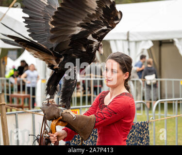 St Ives, Sydney, Australien - 21. September 2019: Wedge tailed eagle mit Flügel ausgestreckt, stehend auf behandschuhte Hand der weiblichen Trainer/Handler in Rot dres Stockfoto