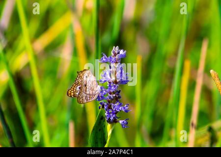 Weiß Tagpfauenauge im Sumpf Gras Stockfoto