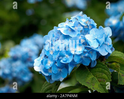 Nahaufnahme von einem blauen Hortensie Stockfoto