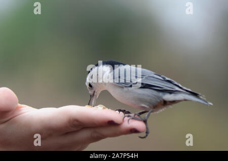 White-Breasted Kleiber (Sitta carolinensis) frisst aus der Hand der Frau Stockfoto