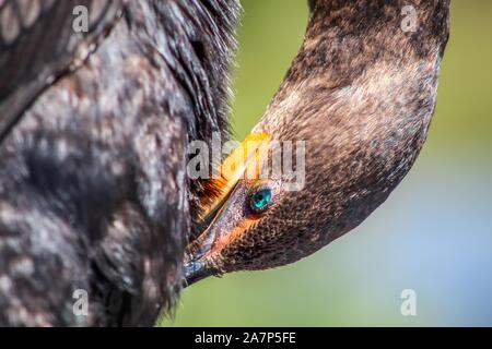 Florida Sumpf Vogel mit blauen Augen Stockfoto