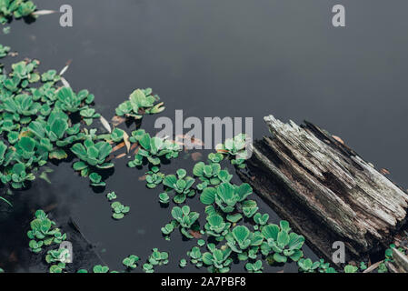 Im Teich mit grünen Pflanzen in Wasser Treibholz, Haken. Stockfoto