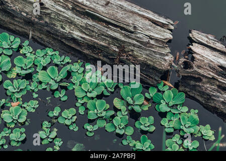 Im Teich mit grünen Pflanzen in Wasser Treibholz, Haken. Stockfoto