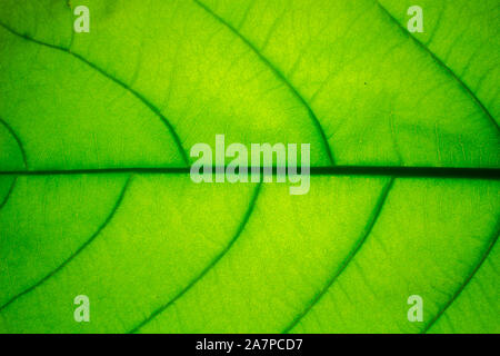 Das grüne Blatt Textur Hintergrund mit Licht hinter. Stockfoto