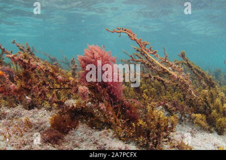 Bunte Algen gebogen in aktuelle wachsende auf flachen felsigen Boden in sehr flachem Wasser. Stockfoto